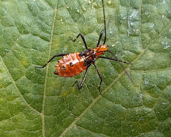 Hemiptera