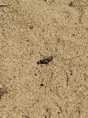 Trimerotropis fontana