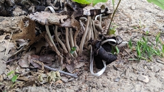 Coprinopsis strossmayeri