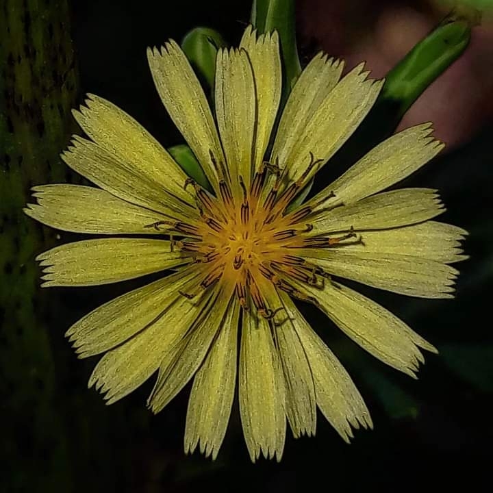 Lactuca indica