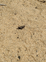 Trimerotropis fontana