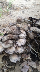 Coprinopsis strossmayeri