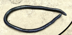 Caecilia