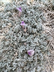 Astragalus phoenix