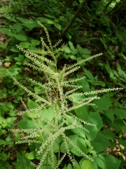Aruncus