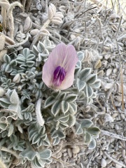 Astragalus phoenix