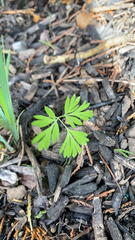 Dicentra canadensis