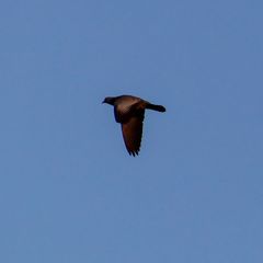 Columba livia domestica