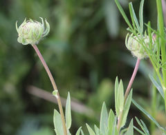 Gaillardia amblyodon