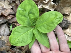 Arisaema quinatum