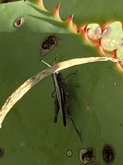 Eyprepocnemis plorans