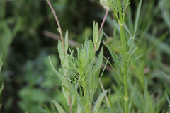 Gaillardia amblyodon