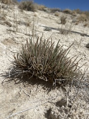 Ivesia kingii eremica
