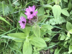 Microbotryum silenes-dioicae