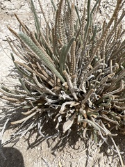 Ivesia kingii eremica
