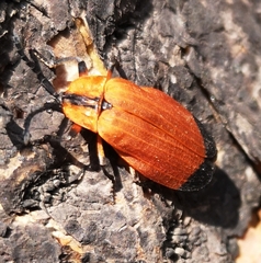 Lycus fernandezi