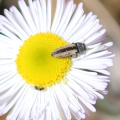 Acmaeodera quadrivittatoides