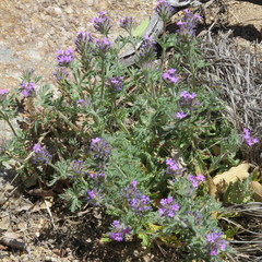 Glandularia chiricahensis