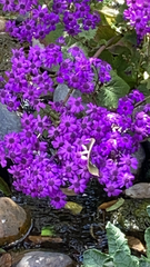 Pericallis × hybrida