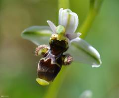 Ophrys scolopax image