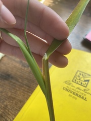 Glyceria elata