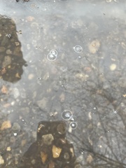 Cyanobacteria