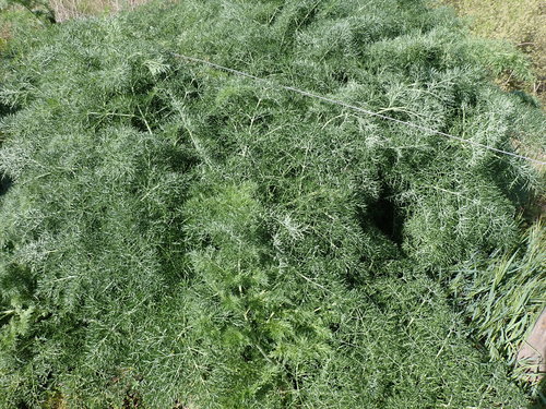 Image of Ferula glauca by (c) David Delon, some rights reserved (CC BY)