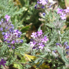Glandularia chiricahensis