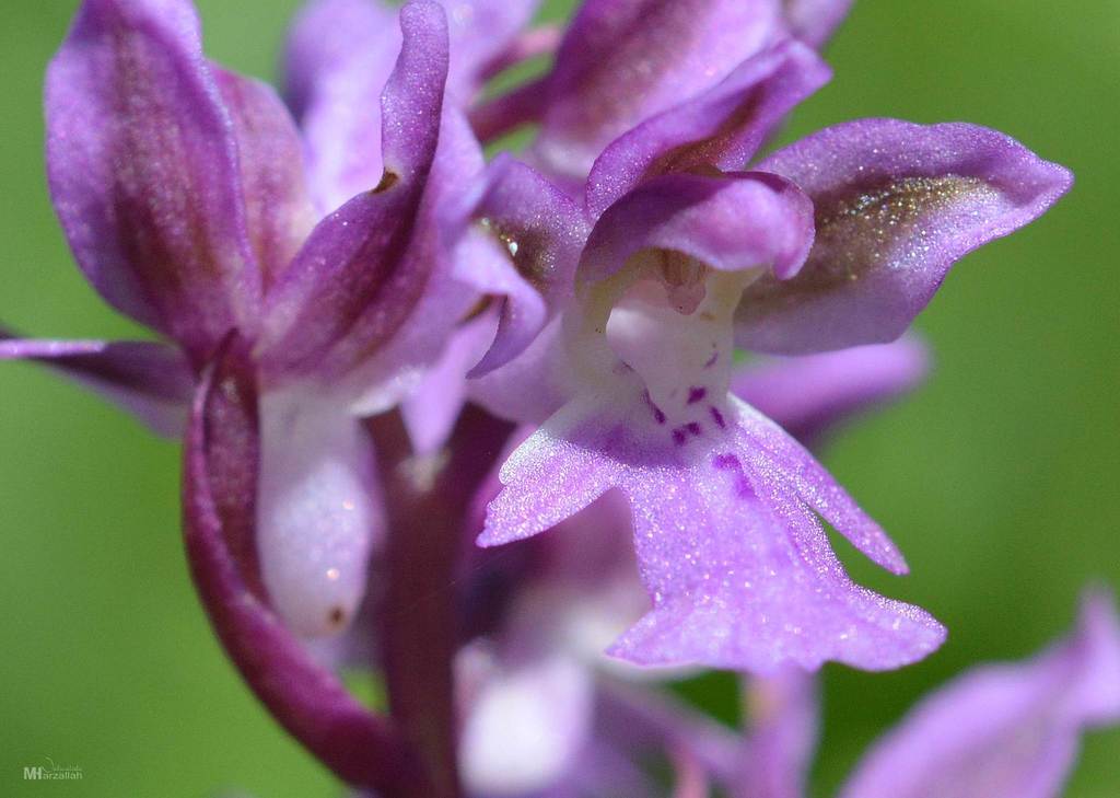 Orchis patens