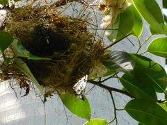 Pachyramphus aglaiae