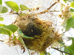 Pachyramphus aglaiae