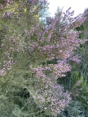 Erica uberiflora