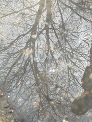 Cyanobacteria