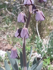 Fritillaria persica