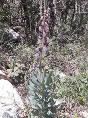 Fritillaria persica