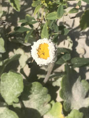 Erigeron procumbens