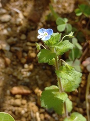 Veronica persica
