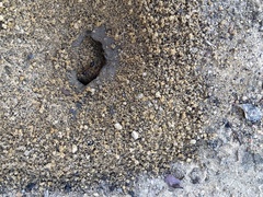 Camponotus nigriceps