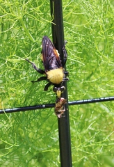 Laphria lata