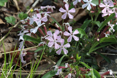 Silene caroliniana