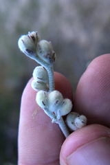 Malacothamnus niveus