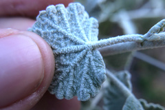 Malacothamnus niveus