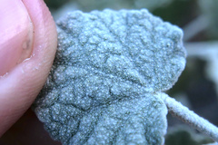 Malacothamnus niveus