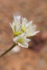 Allium lacunosum