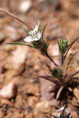Calycadenia villosa