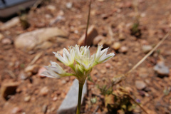 Allium lacunosum