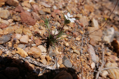 Calycadenia villosa