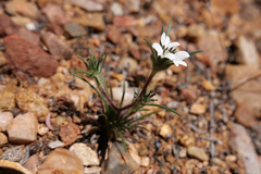 Calycadenia villosa