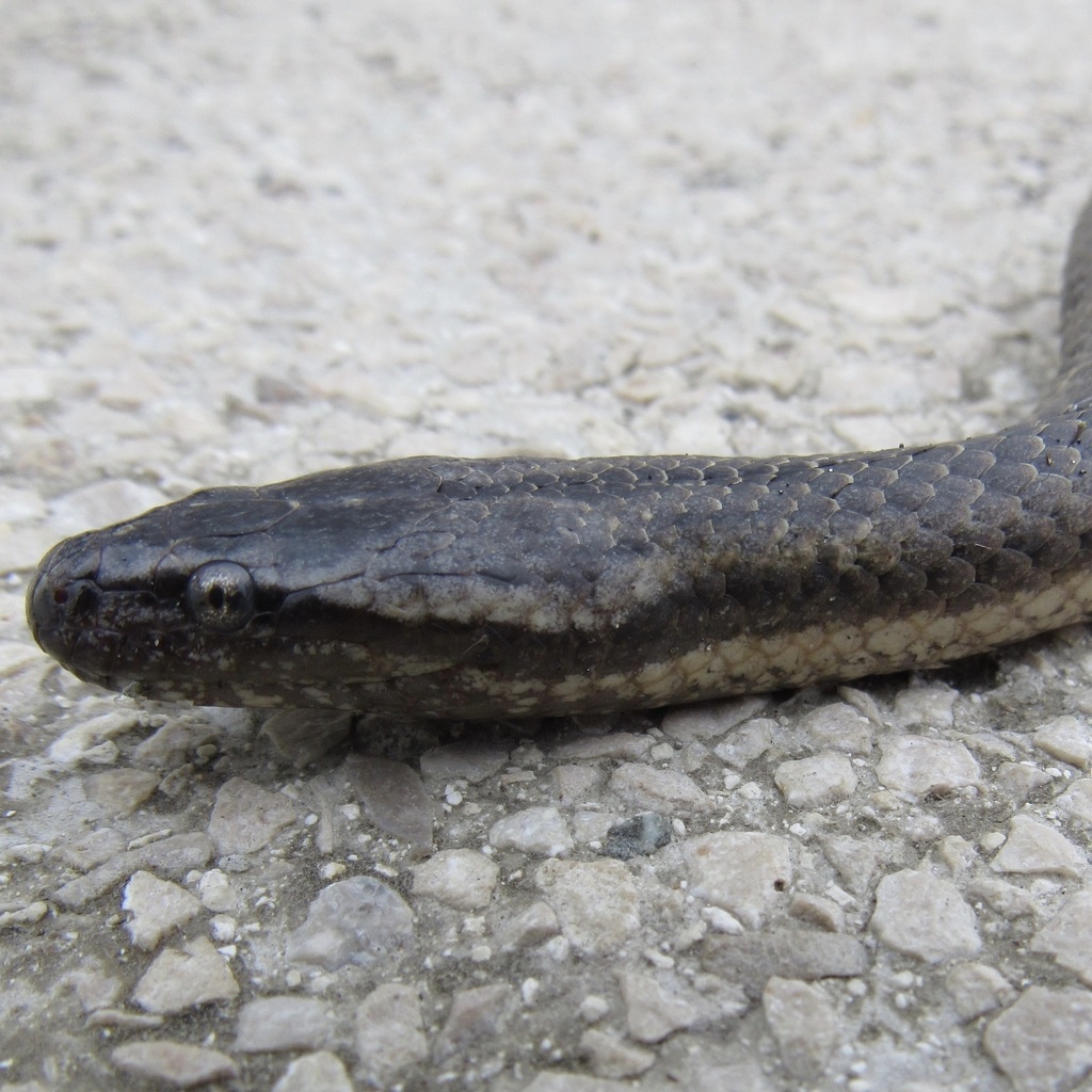 Mocquard's Swamp Snake