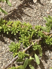 Calibrachoa parviflora